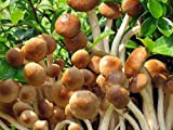 Fungo di pioppo; pioppini di velluto, Yanagi-matsutake - semi