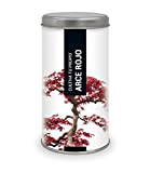 Garden Pocket - Kit di coltivazione bonsai acero rosso.