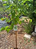 Gelso albero da frutta di 3 anni 170 cm vaso 22 foto reale Vivaio Annese (bianco)