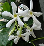 Gelsomino falso"Rhyncospermum jasminoides" pianta in vaso h. 40/60 cm con canna