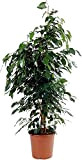 Generico Ficus benjamin pianta VERA 100 cm resistente a siccità indoor uffici