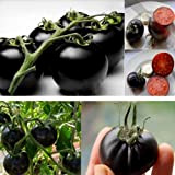 GEOPONICS SEMI: Rare pomodoro Black Cherry russo Heirloom di verdure 30pcs perfetti