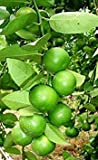 Germinazione dei Semi: Tailandese Tropicale di Key Lime 15 Semi Citrus aurantifolia freschi