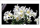 Germinazione I Semi: Madonna Giglio Bianco Bulbi Bulbi [Non Lily Seed] Home Giardino Bonsai - 4 lampadine