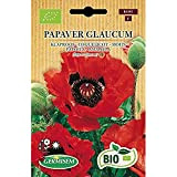 Germisem Biologico Papaver Glaucum Semi di Papavero 0.5 g