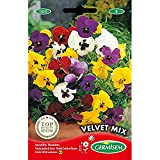 Germisem Velvet Mix Semi di Viola del Pensiero 0.5 g