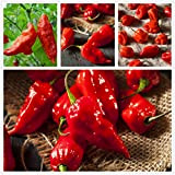 Ghost Hot Pepper Seeds-bhut jolokia Red 1,000,000 shu 3oz Organic Hot Chili Vegetable Seed Organic"Carolina Reaper" Pepper Seeds (hot Chilli) ...