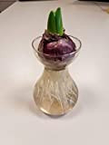 Giacinto Set Bulbo + Vaso - Hyacinthus Set Bulb + Vase - Set per fioritura Idro (Carnegie (bianco/white))