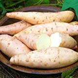 Giant Seeds patata dolce Salute antirughe nutrizione Verde Verdura seme per il giardino domestico di 50pcs / bag