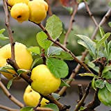 Giapponese cotogna Chaenomeles Japonica - 20+ Seeds