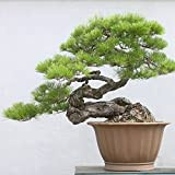 . Giapponese pino nero 20 semi * Pinus thunbergii * Bonsai * * ornamentali. Bonsai sempreverdi semi bonsai