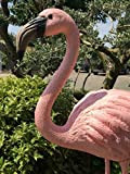 Giardini d'Acqua Art 862 Fenicottero Rosa Grande 80 Cm Da Giardino Flamingo Statua Esterno Decorazione Con Piedistallo Accessorio Arredo Tropical