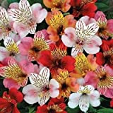 Giglio peruviano ibridi semi di fiore Mix (Alstroemeria Hybrida Dr.Salters Mix) 15 + Semi