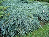 Ginepro cinese"Juniperus chinensis Blue Alps" pianta tappezzante in vaso ø11 cm