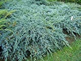 Ginepro cinese"Juniperus chinensis Blue Alps" pianta tappezzante in vaso ø14 cm