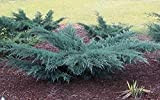 Ginepro della Virginia"Juniperus virginiana Grey Owl" pianta in vaso ø14 cm