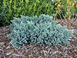 Ginepro squamoso"Juniperus squamata Blue Star" pianta in vaso ø14 cm