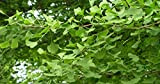 Gingko biloba semi antico albero Primitive conifera standard Bonsai o il contenitore (5)