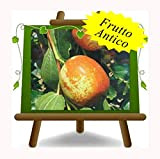 Giuggiolo Dabaizao Giuggiole - Pianta da frutto antico su vaso da 20 - albero max 100 cm