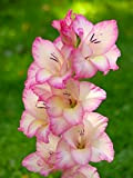 Gladioli Bulbi Gladiolus Bulbi di gladiolo adatti per piantare in aiuole colori vivaci motivi floreali unici decorazioni da giardino.