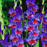 Gladioli Bulbi | Gladiolus | Bulbi di Gladiolo | Piante in vaso da interno, decorazione del giardino