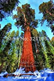 grande promozione 20 Semi Sequoia gigante, Sequoia semi bonsai, rari, in rapida crescita, le specie arboree di maggior valore