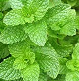 Green Leaf ® Heirloom 500 semi di menta Mentha spicata Mint Pennyroyal pianta perenne Flower Seeds A019