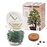 GROW2GO Bonsai Kit incl. eBook GRATUITO - Starter Set con mini serra, semi e terra - idea regalo sostenibile per ...