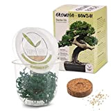 GROW2GO Bonsai Kit incl. eBook GRATUITO - Starter Set con mini serra, semi e terra - idea regalo sostenibile per ...