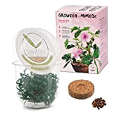 GROW2GO Mimosa Pudica Starter Kit - mini-serra, semi di mimosa e set per la semina in terra - idea regalo ...