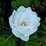Gufo della Neve®, rosa viva rugosa di Rose Barni®, rosa in vaso antica rifiorente, con ricca fioritura a fiore semi-doppio ...