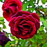 Guinee, rosa viva Rose Barni®, rosa rampicante antica, in vaso con fiori grandi di color rosso granato, profumo intenso cod ...