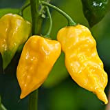 Habanero Lemon Hot Chili Pepper Seeds,Exotic Chilli 100.