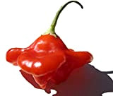 Habanero rosso caraibico - il peperoncino rosso più affilato - 20 semi