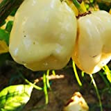 Habanero White Giant,10 semi,Capsicum chinense (140)