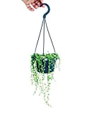 Hanging basket pea on ribbon - Senecio rowleyanus 14cm Pot