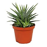 Haworthia fasciata"Big Band" - plant in 10.5cm pot