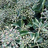 Hedera Helix 'Arborescens' - Edera inglese 40-50 cm in vaso