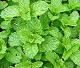 Heirloom 200 semi di menta Mentha Seeds a spighe Mint Pennyroyal Herb perenne fiore A019