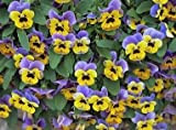 Heirloom 220 Semi Viola inglesi Viola del pensiero selvatica Heartsease Violetta Fiore Bulk Semi S5120