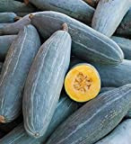 HEIRLOOM NON OGM GIGANTE guatemalteco Blue Banana Squash 10 Semi