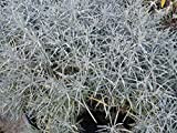 Helichrysum Italico Pianta Liquirizia in vaso di Helichrysum Italico - 3 Piante in vaso 7x7