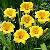 Hemerocallis Bulbi fiori Pianta decorativa Bulbi primaverili 1x Rizoma Emerocallide Stella d’Oro