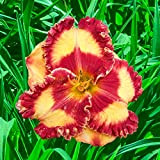 Hemerocallis bulbi,Radice del giardino Piacevole Perenne Regali Giardino domestico Splendido Resistente-10Bulbi