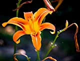 Hemerocallis,daylily,bulbi hemerocallis,erbacea perenne,hemerocallis fulva,Fiori facili da piantare ,possono essere piantati in vaso o a terra.