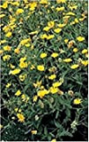 Herb - Pot Marigold Seed - Calendula Officinalis pittoa Confezione
