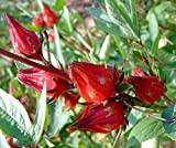 Hibiscus sabdariffa, Rosella, Roselle, Afrikanische Malve, 10 semi