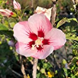 Hibiscus syriacus"Hamabo" (Ibisco) [Vaso Ø18cm]