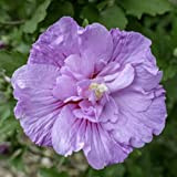 Hibiscus syriacus"Lavender Chiffon" (Ibisco) [Vaso Ø17cm]
