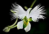 Higarden rare semi di fiori giapponese Radiata giardino per piantare semi di orchidea bianca colomba, 50 semi/bag mondo